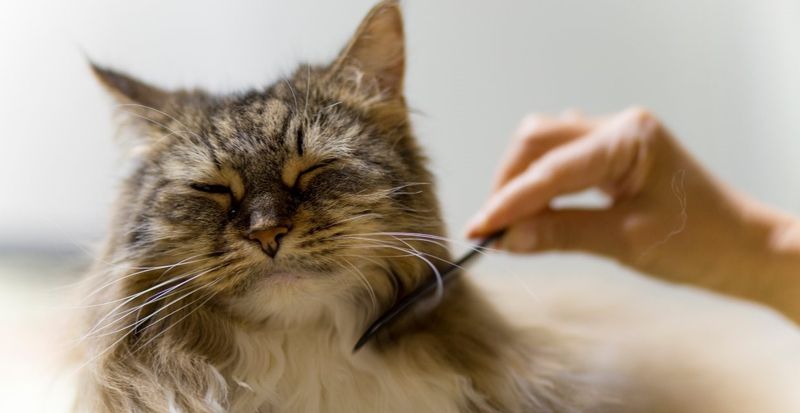 Growing Pet Industry = Job Security