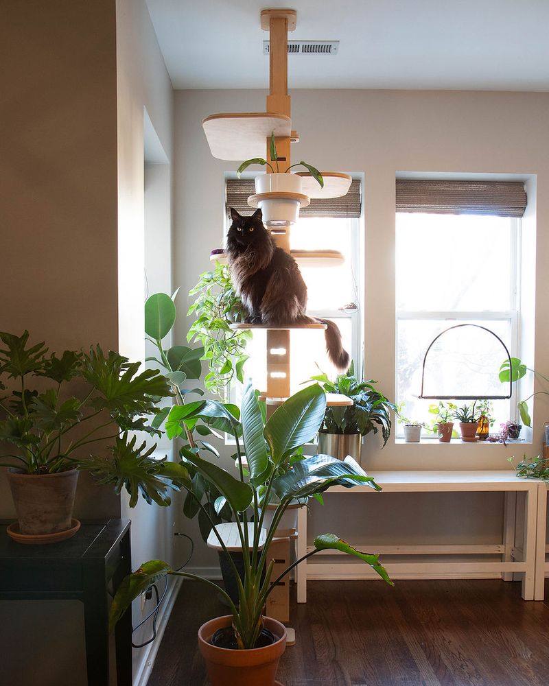 Catifying Spaces at Home