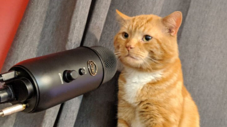 These 8 Cat Trends Are Owning the Internet Right Now