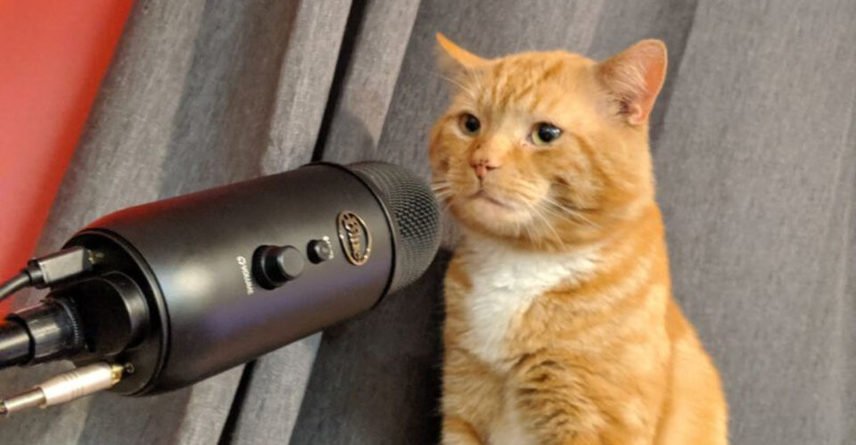 Cat Now These 8 Cat Trends Are Owning the Internet Right Now