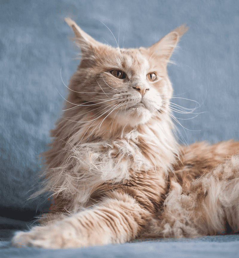 High Grooming Needs