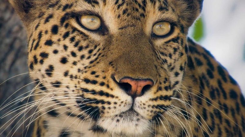 Big Cats Hunt Only at Night