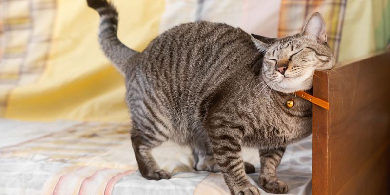Cats Use Scent to Mark Territory — Not Just Pee