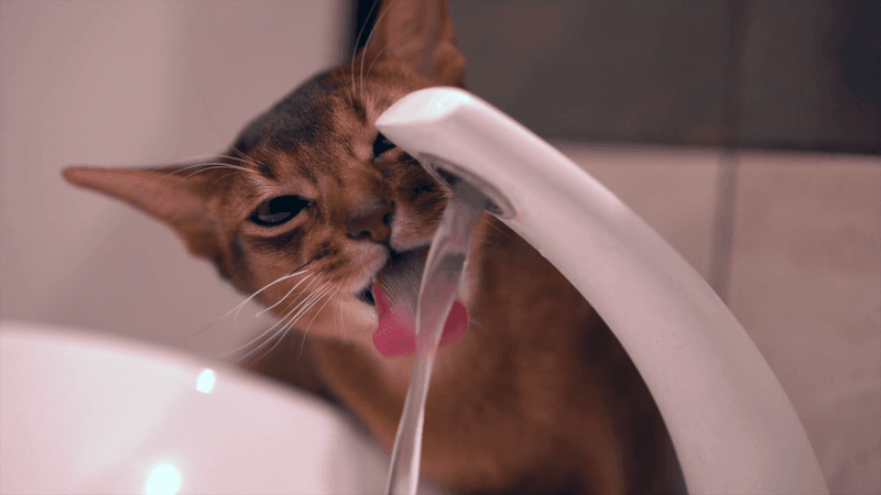 They're Surprisingly Efficient at Drinking