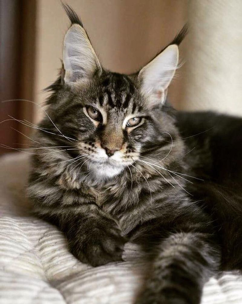 They Can Be Any Breed — or a Mix