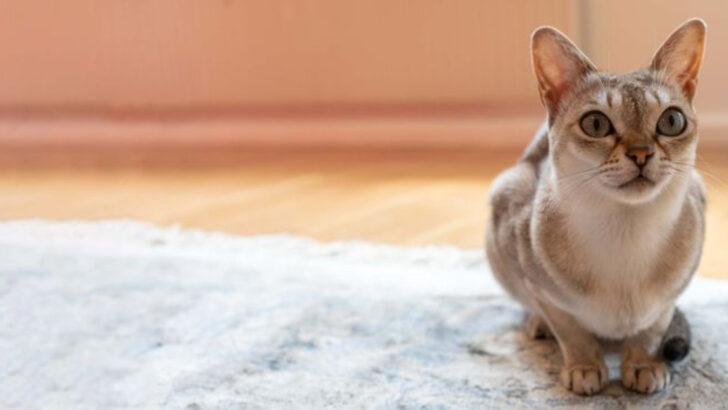 They Used to Grace Palaces — 10 Noble Cats Now Flying Under the Radar