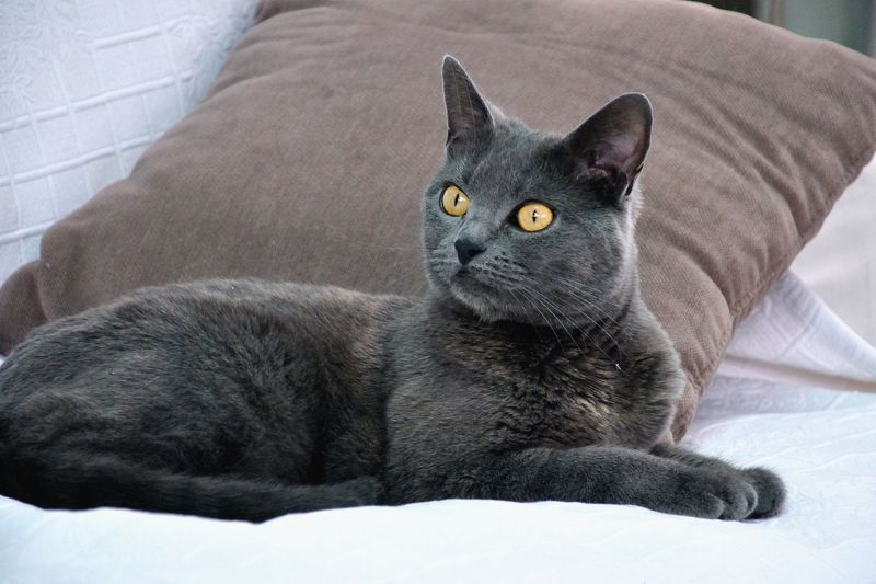 Chartreux