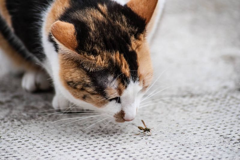Vet Approval Is Still Important