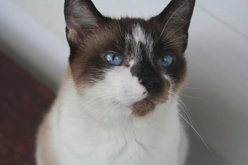 Siamese