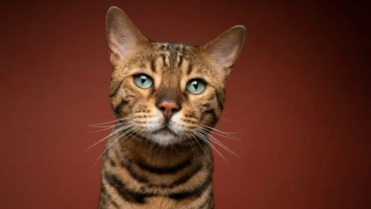 Thief Magnets — The Top 7 Cats Most Likely to Be Stolen in the US
