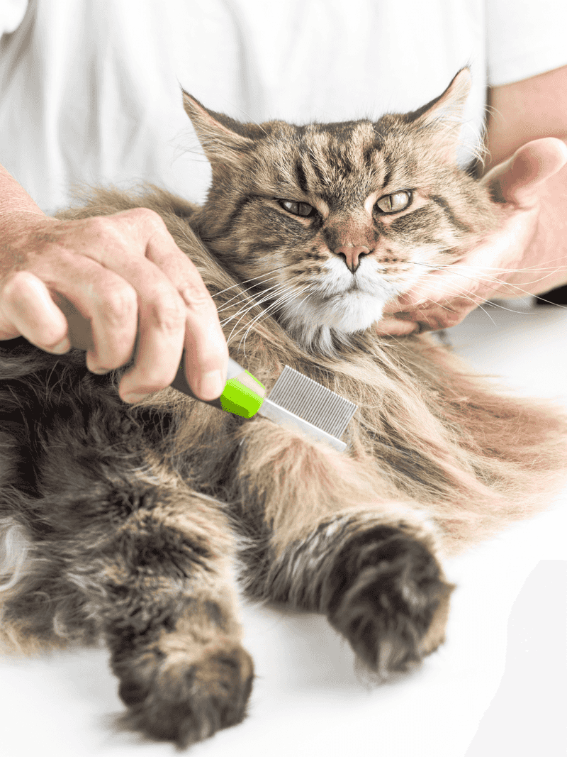 Check Grooming Needs