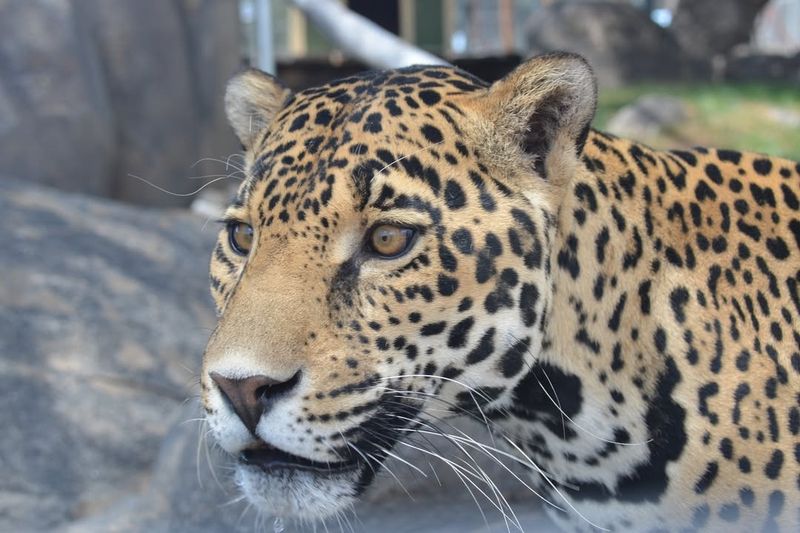 Enzo the African Leopard
