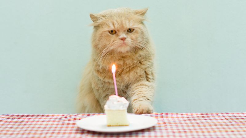 Bake a Cat-Friendly Cake