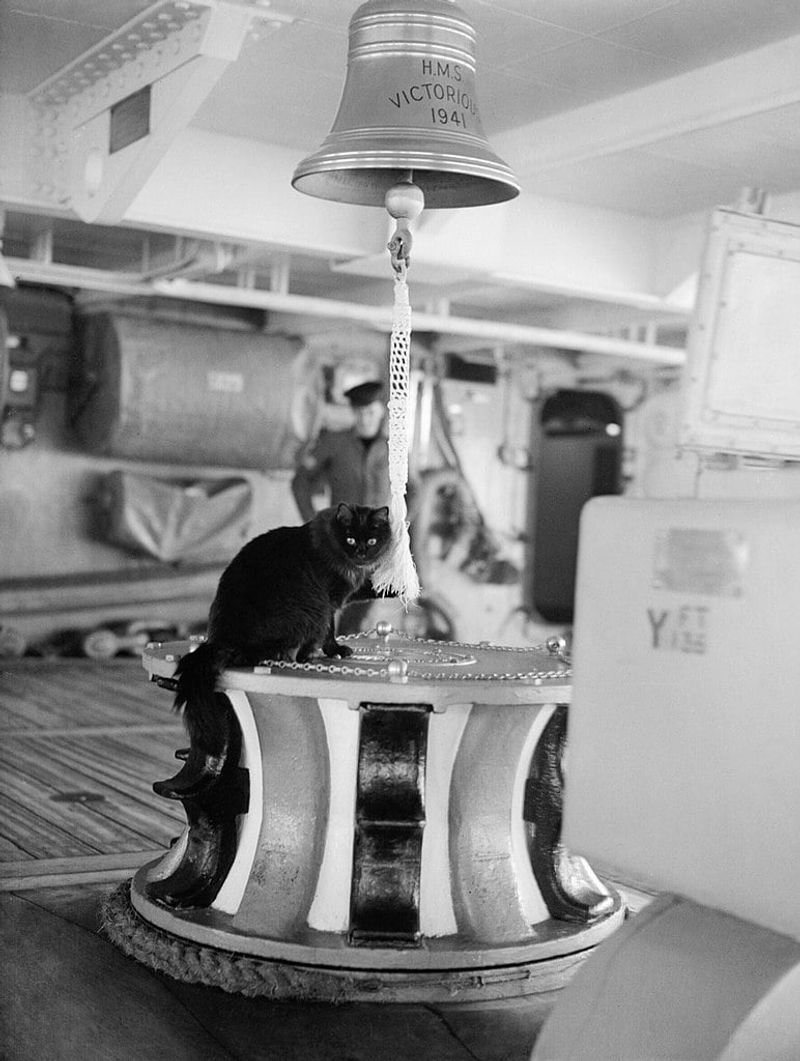Tiddles, the Naval Cat