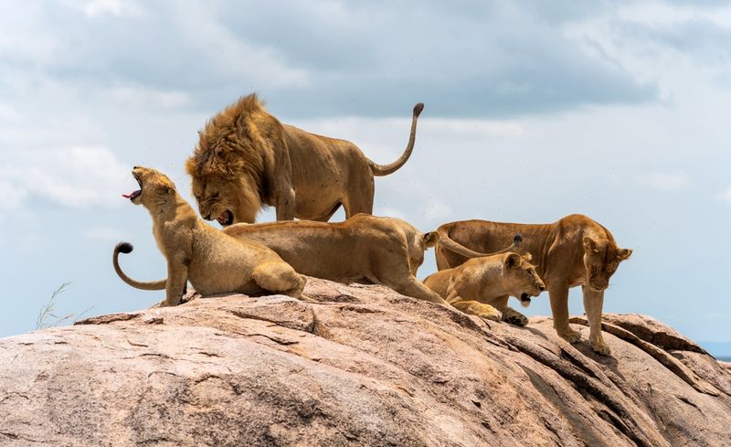 Lion (Panthera leo)