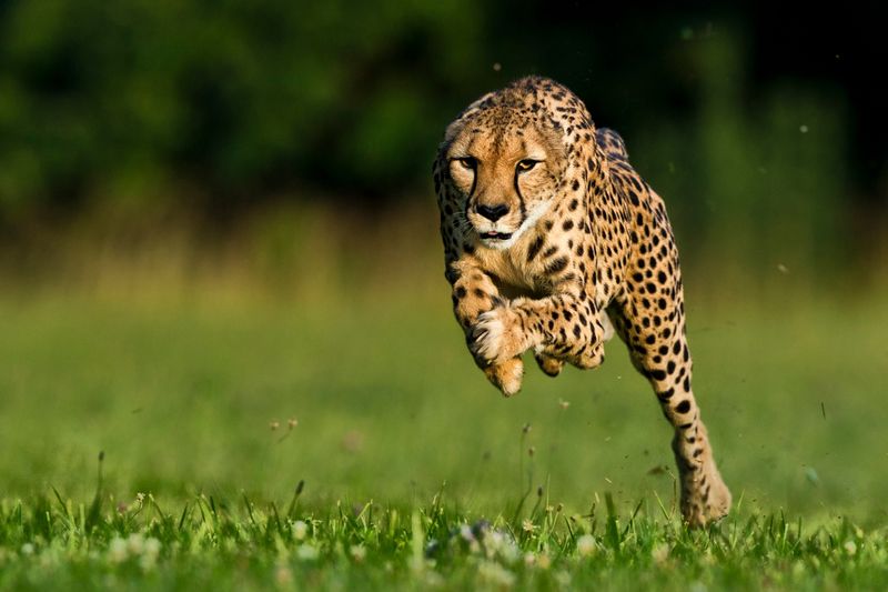 Cheetahs Are the Fastest Animals in the World