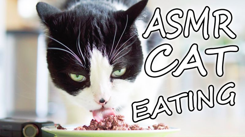 ASMR Cat Grooming and Eating Sounds