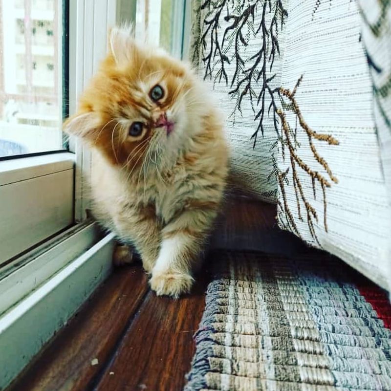 Persian