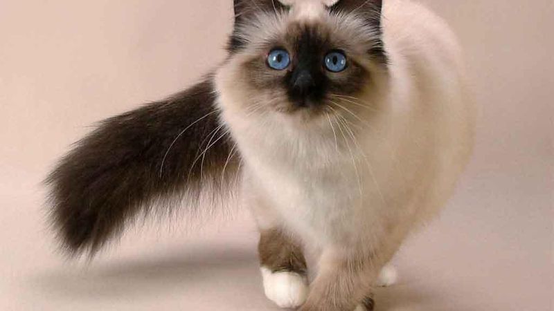 Snowshoe