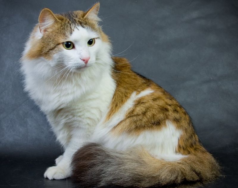 Ragamuffin (Ragdoll + Various Domestic Longhairs)