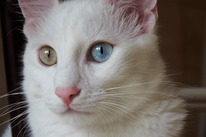 Turkish Angora: The Elegant Doorway Dasher