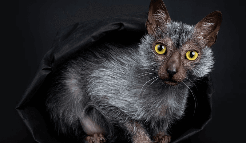 Lykoi (Werewolf Cat)