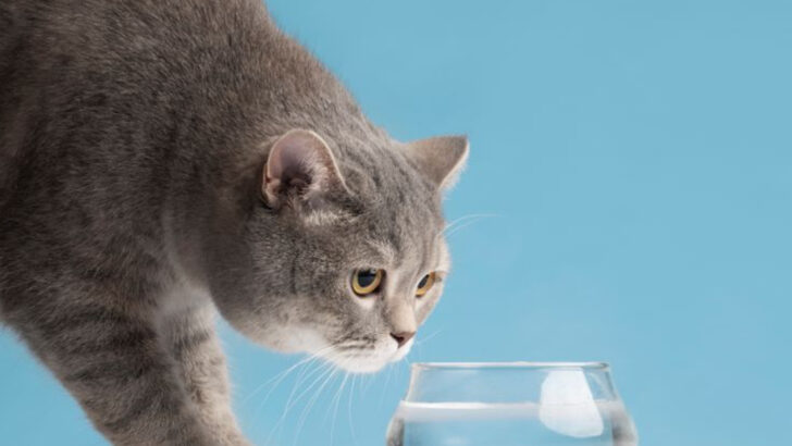Top 10 Benefits and Uses of Cat Water Additives
