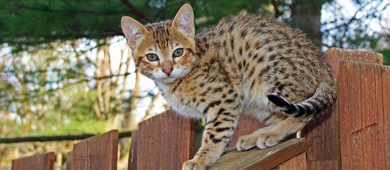 Designer Cat Breeds