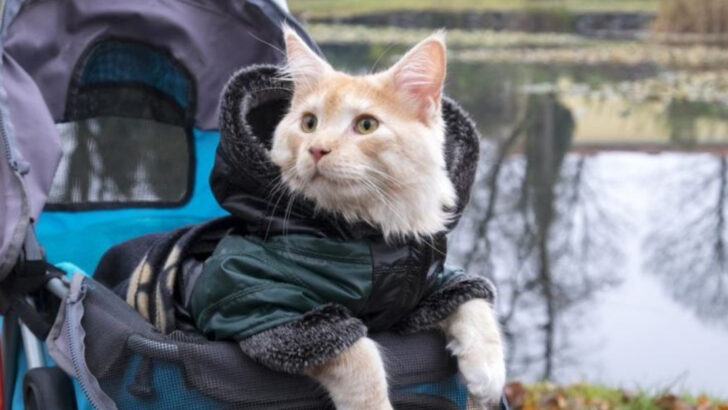 Top 10 Cat Trends That Just Don’t Live Up to the Hype