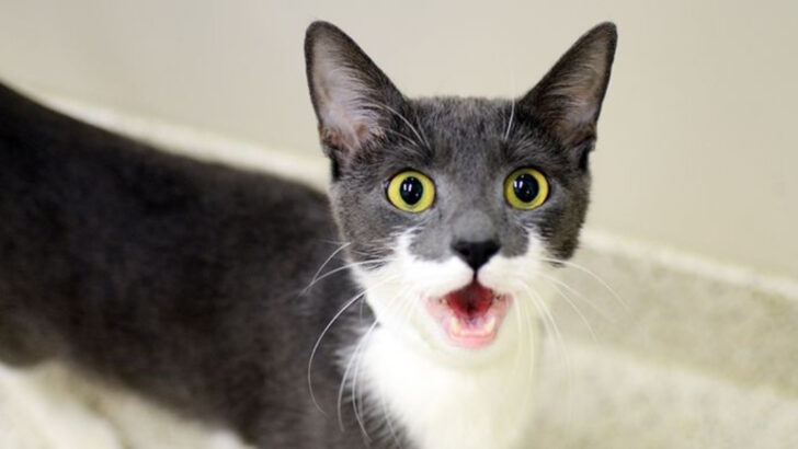 Top 10 Emotional Shifts in Cats After They’re Rehomed