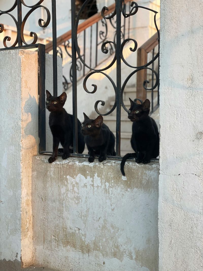 Black Cats