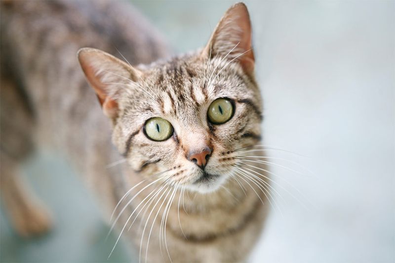 Tabby