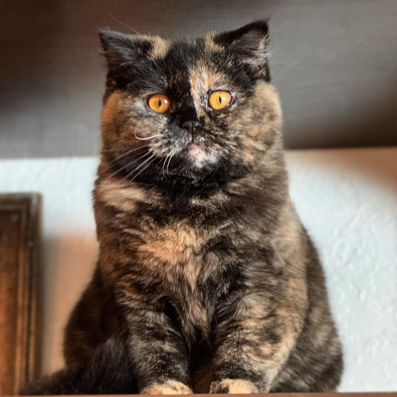 Tortoiseshell