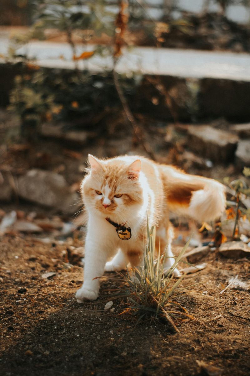 Collars and Leashes