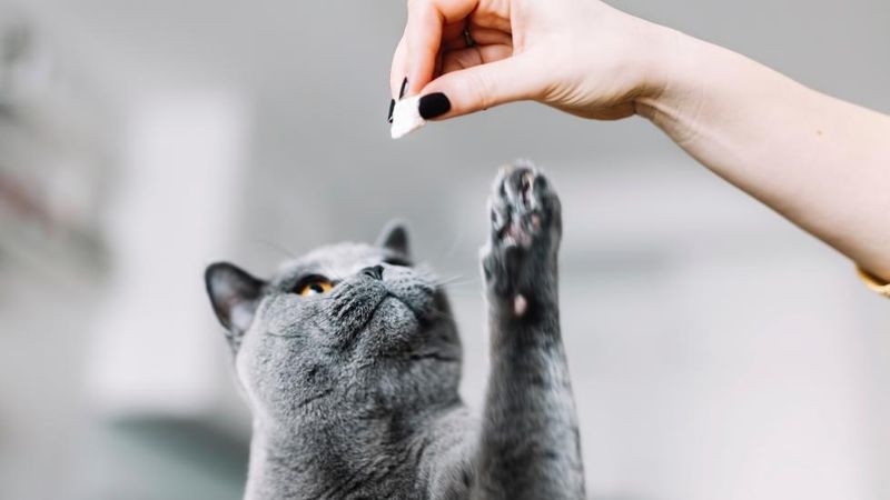 Train Them to Basic Commands
