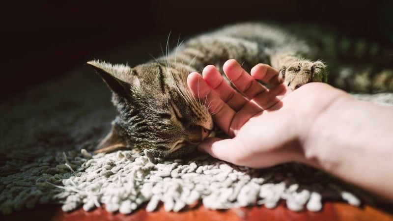 Training and Positive Reinforcement