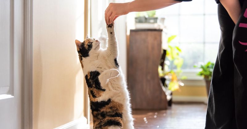 Training for Commands