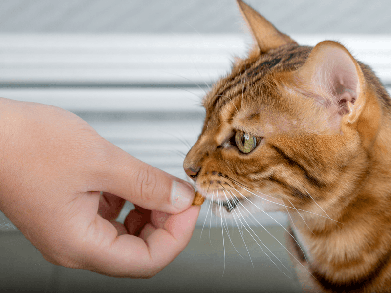 Training with Treats