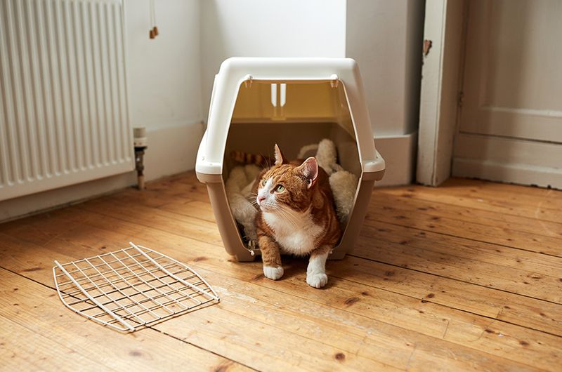Set Up a Cat-Safe Room in the New Home First