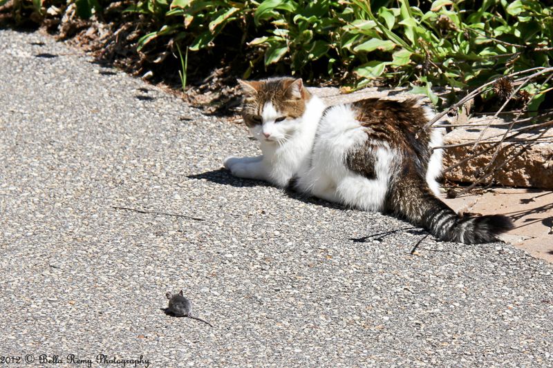 Mice and Other Little Critters