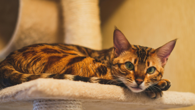 A Genetic Twist Gives These Cats a Dazzling, Diamond-Like Coat