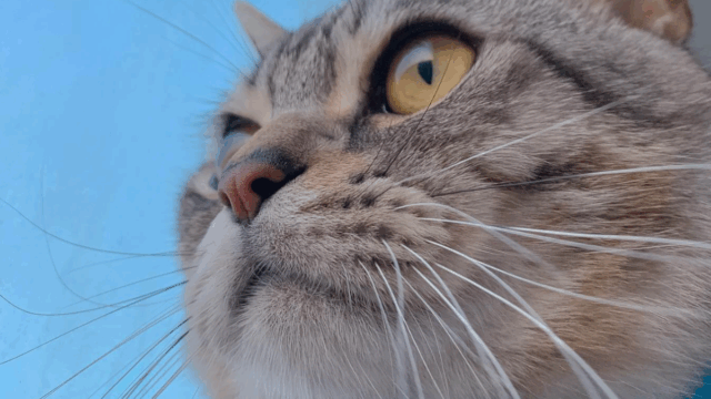 7 Things Only Cat Owners Understand—And Non-Cat People Just Don’t Get