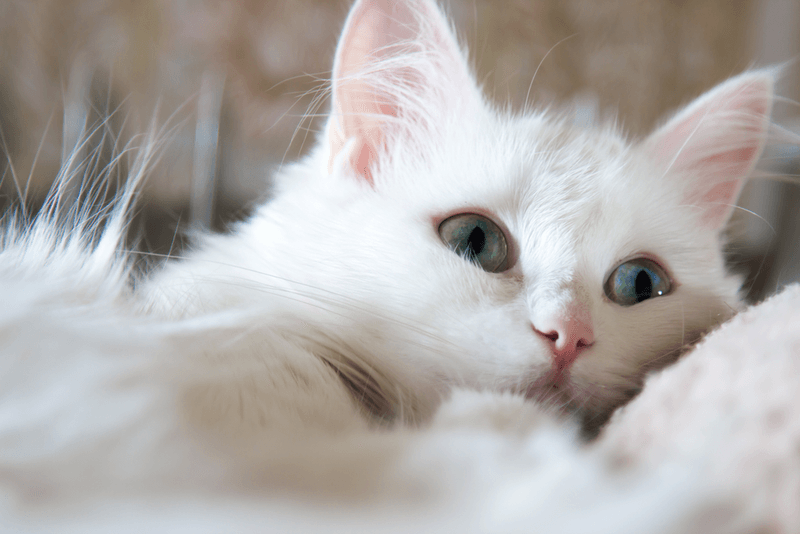 Turkish Angora – Active and Attention-Seeking