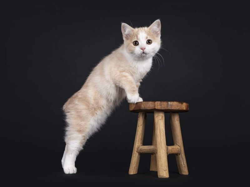 Manx