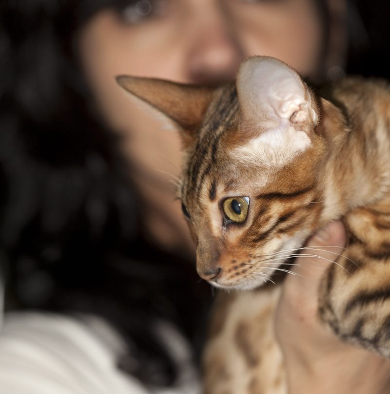 Bengal: The Wild-Looking Welcomer
