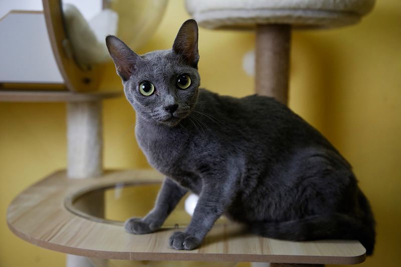 Korat