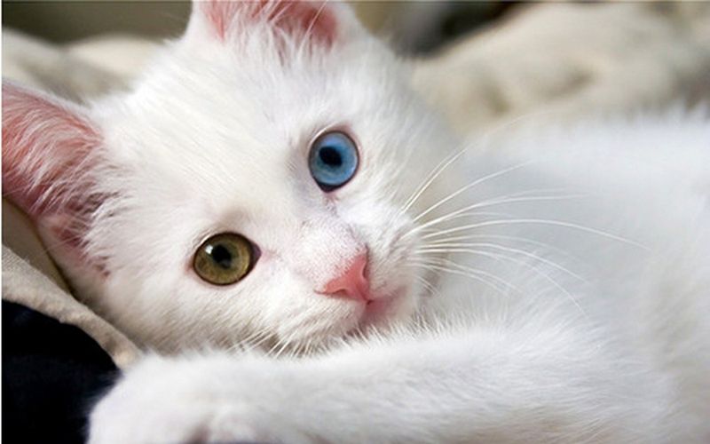 Turkish Van