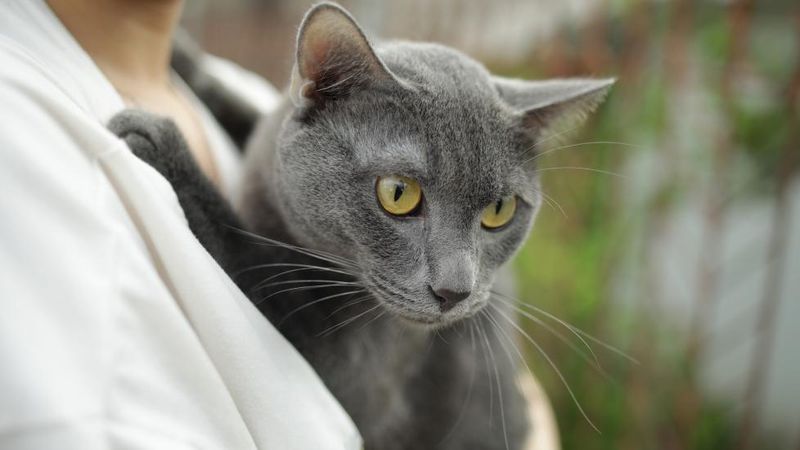 Korat
