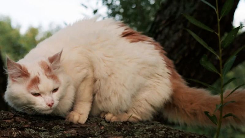 Turkish Van