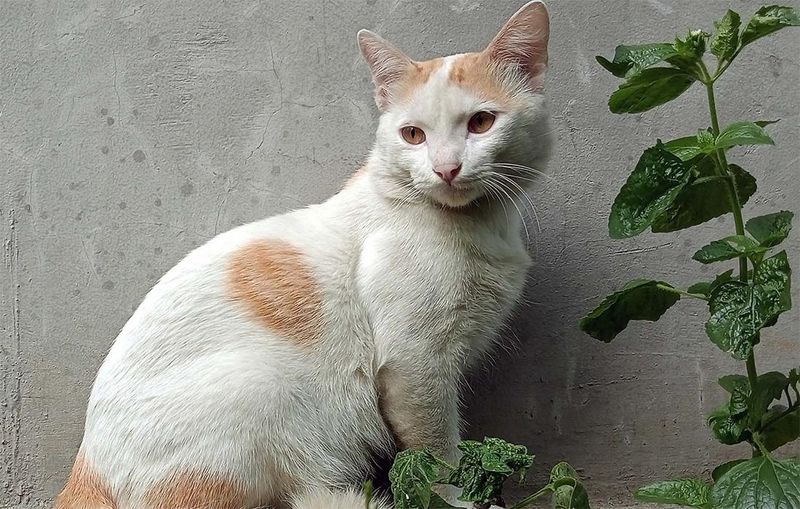 Turkish Van